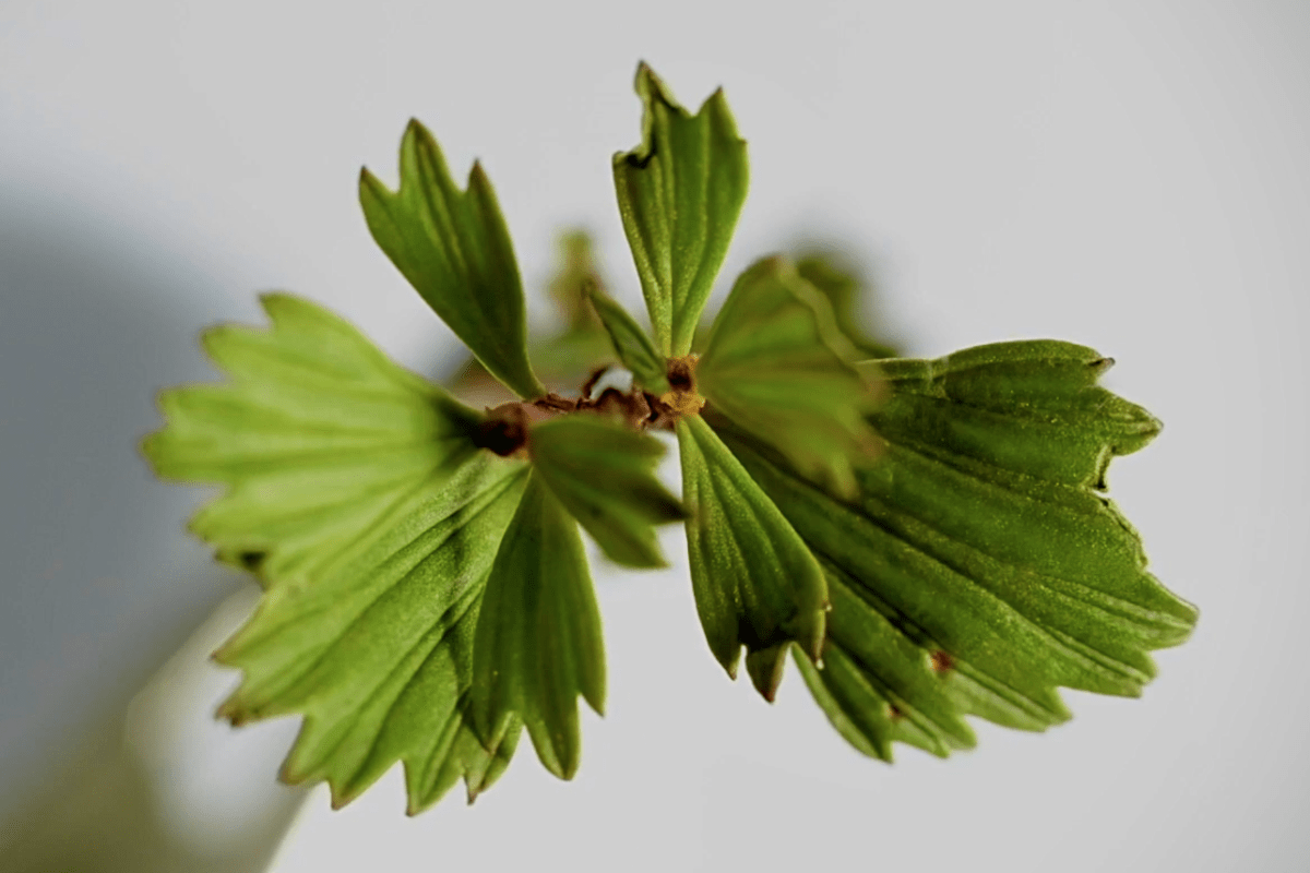 Myrothamnus