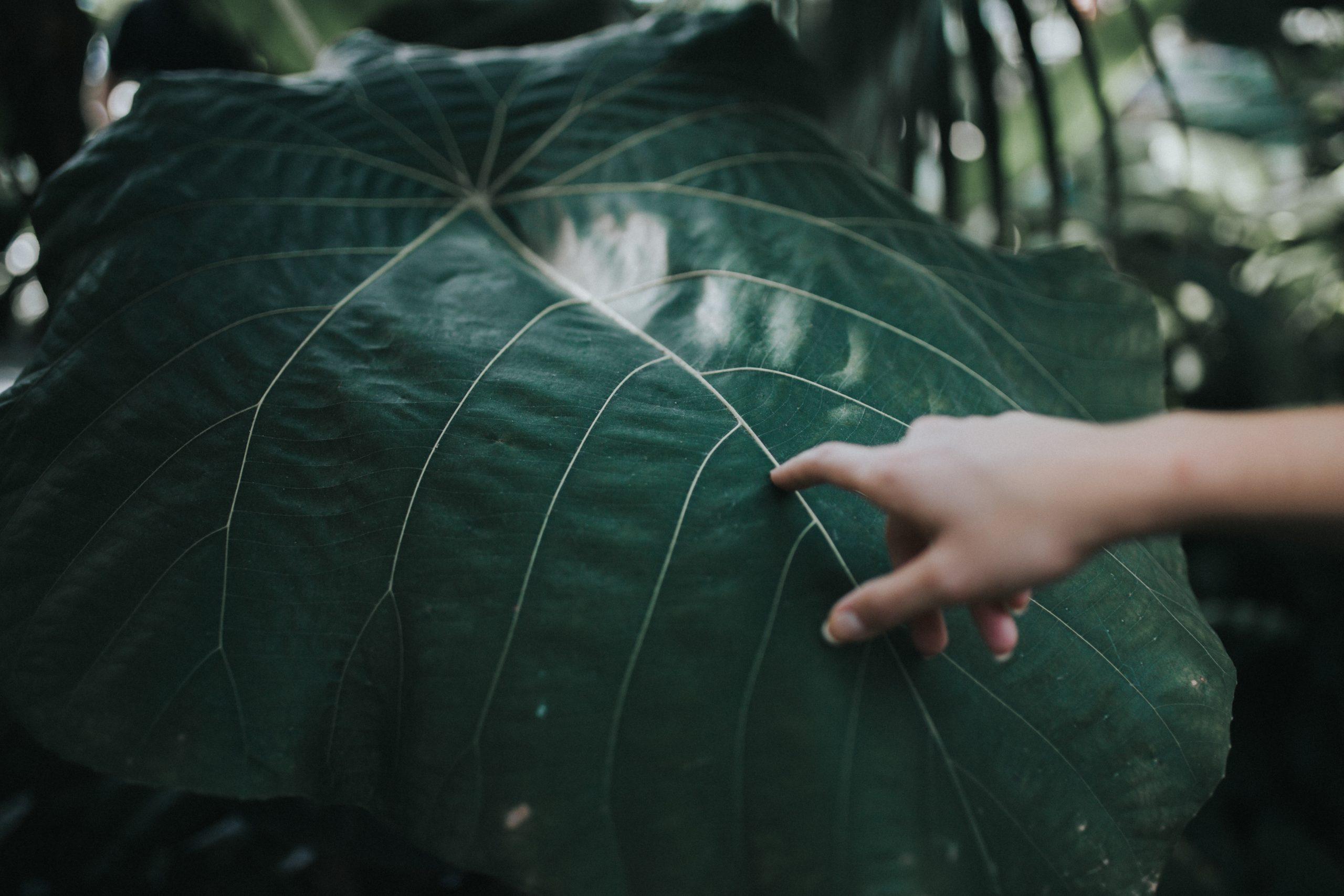 A hand reaches out to touch a large, green tropical leaf with visible veins in a lush outdoor setting.
