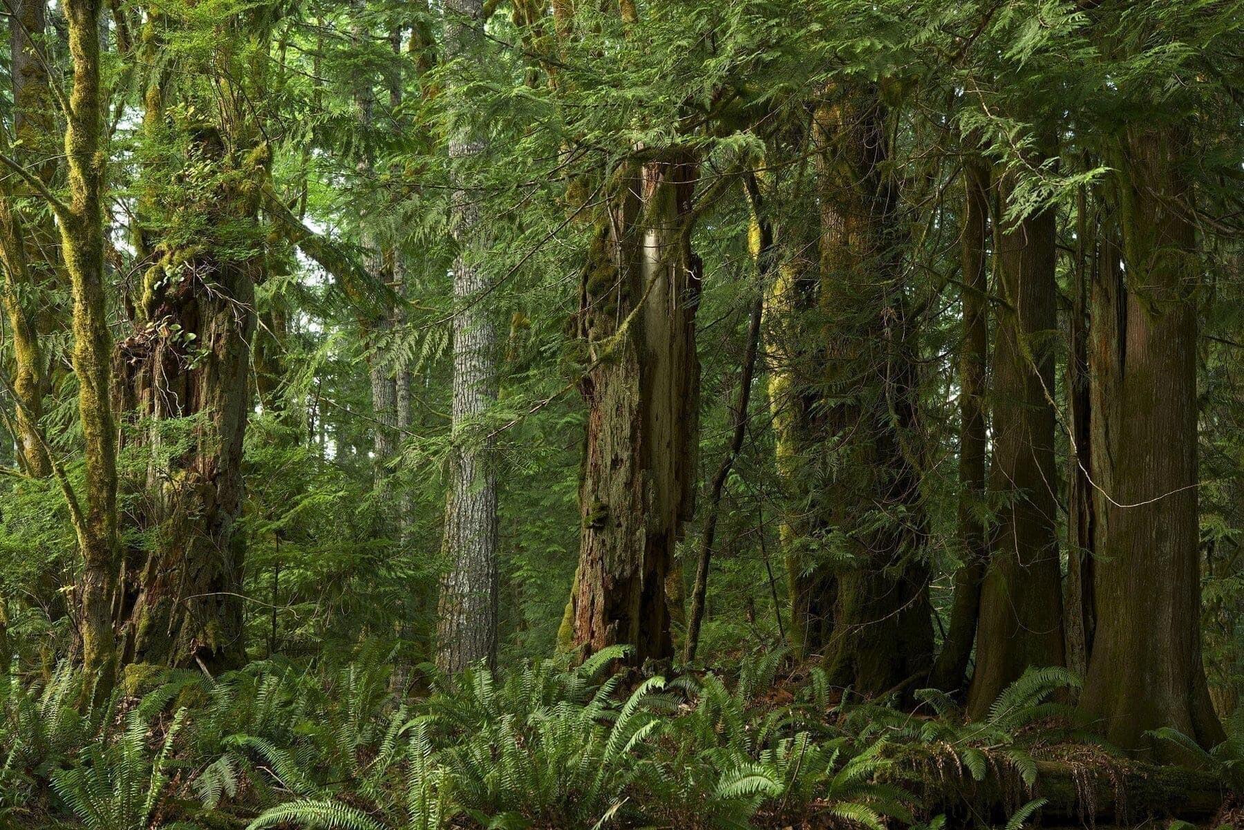 Dense forest scene with tall, moss-covered trees, thick undergrowth, and ferns covering the forest floor, all bathed in natural, diffused light.