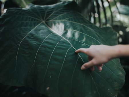 Leaf Tap